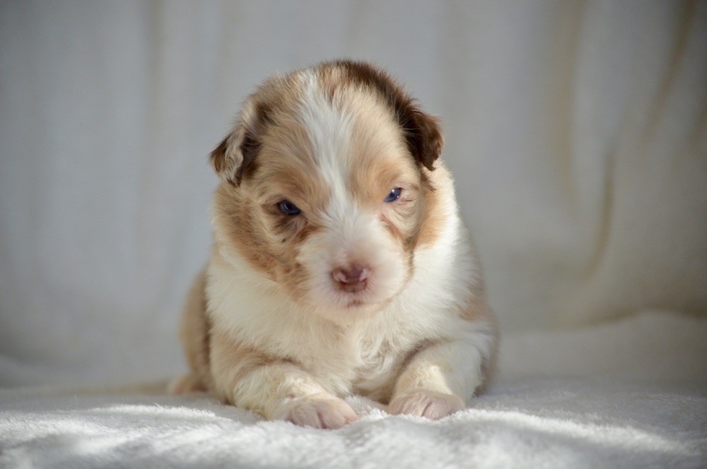 Di Bellu Soniu - Chiot disponible  - Berger Australien