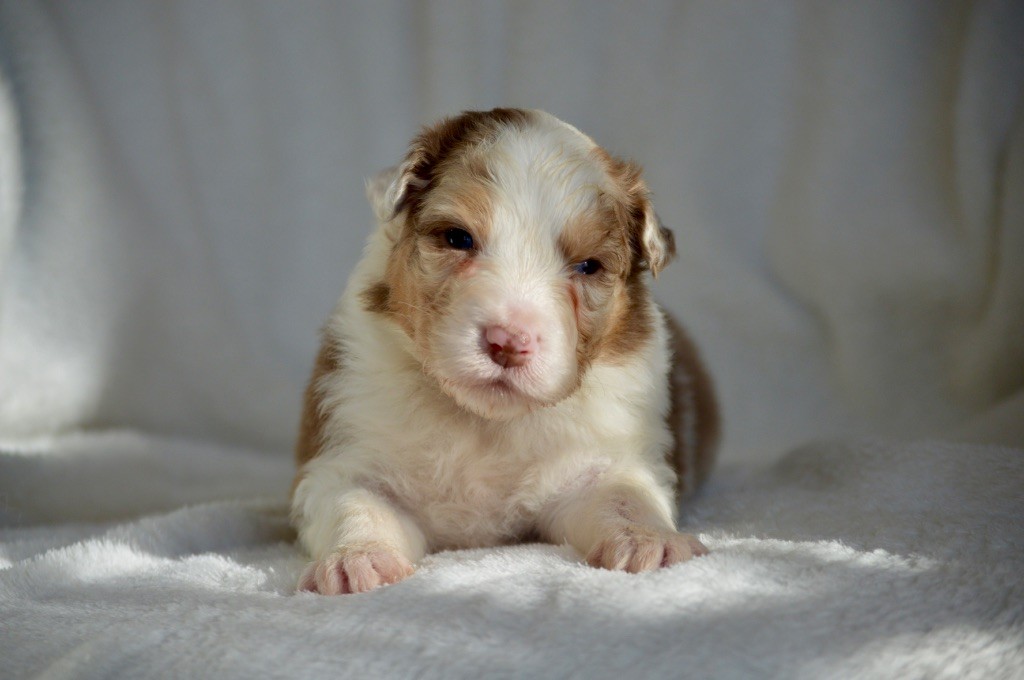 Di Bellu Soniu - Chiot disponible  - Berger Australien