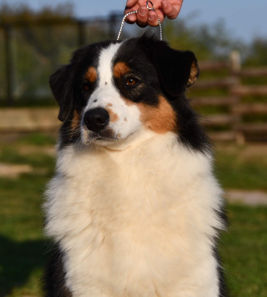 Peppermint candy Di Bellu Soniu