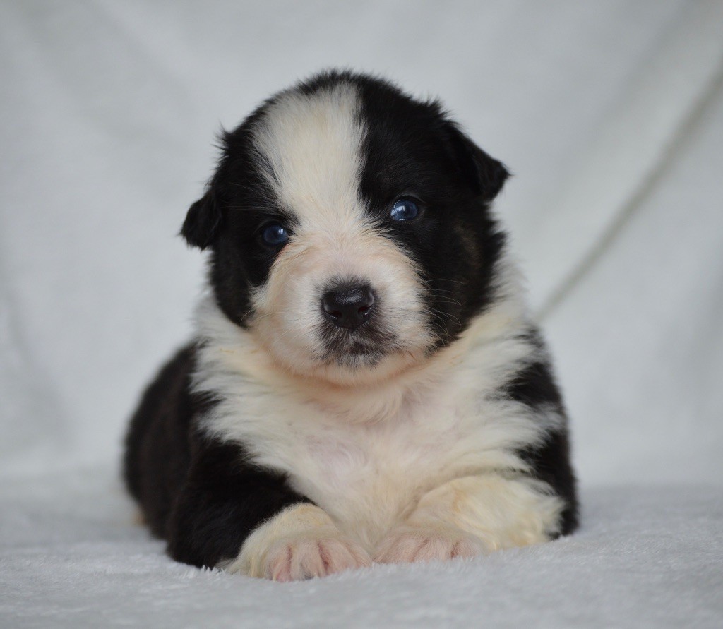 Di Bellu Soniu - Chiots disponibles - Berger Australien