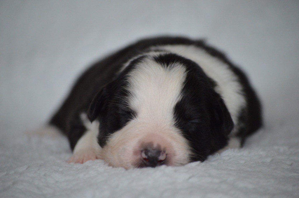 Di Bellu Soniu - Chiots disponibles - Berger Australien
