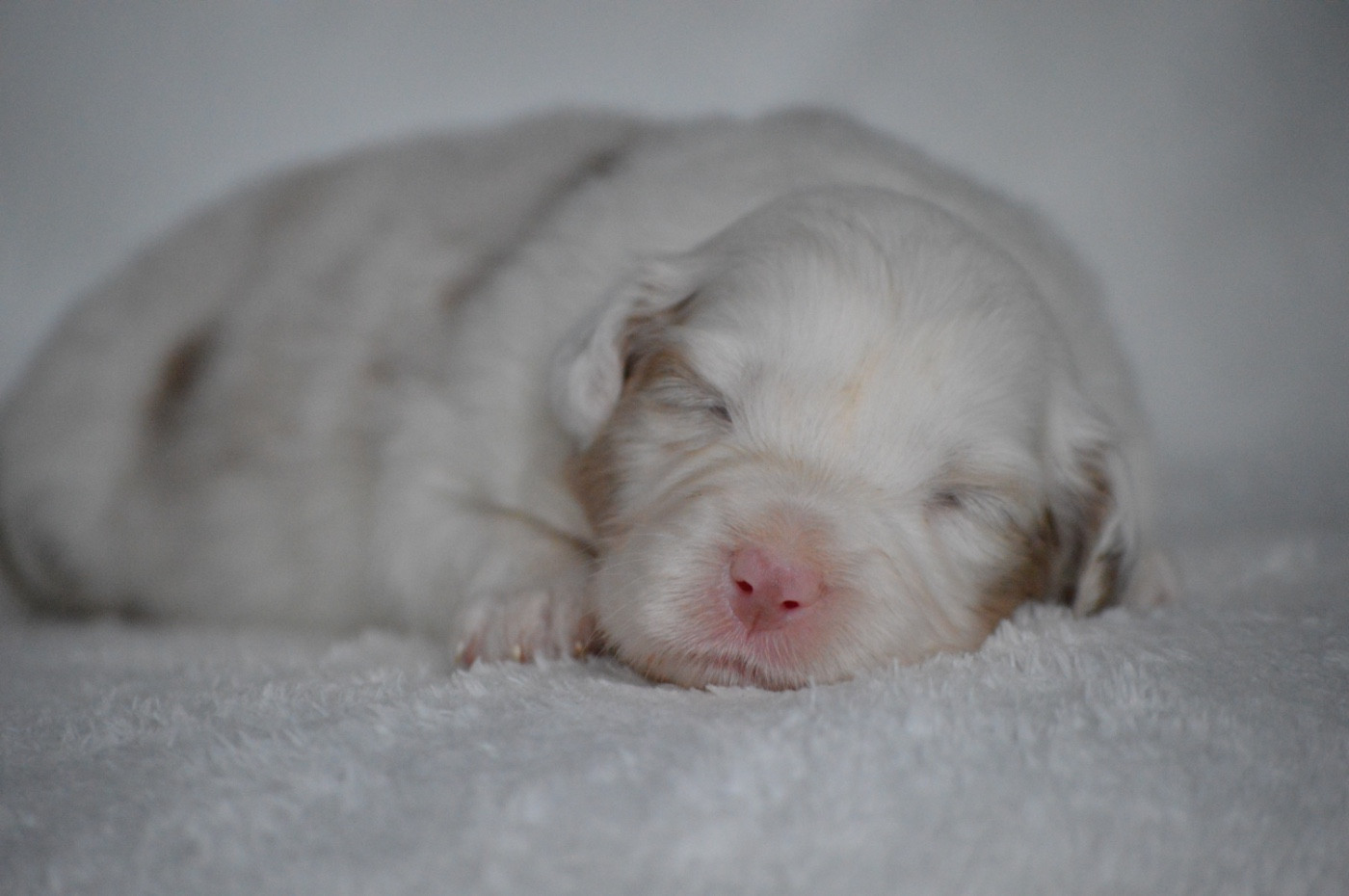 Di Bellu Soniu - Chiots disponibles - Berger Australien