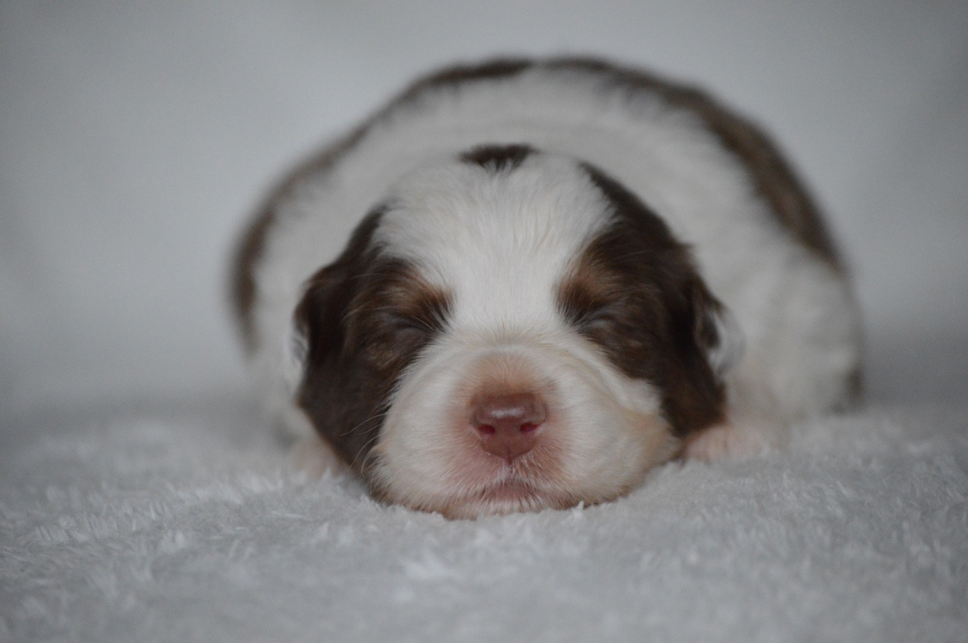 Di Bellu Soniu - Chiots disponibles - Berger Australien