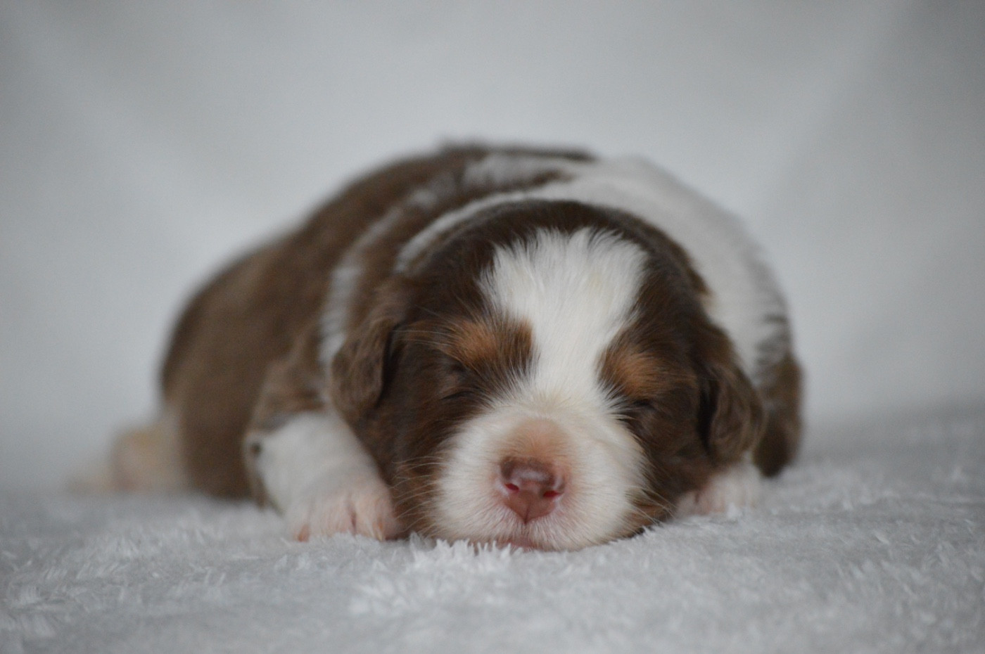 Di Bellu Soniu - Chiots disponibles - Berger Australien