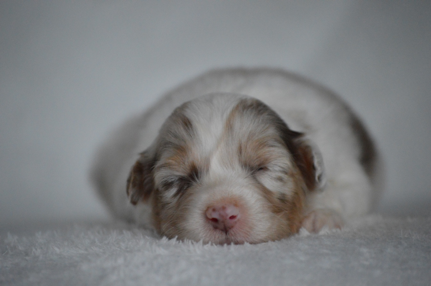 Di Bellu Soniu - Chiots disponibles - Berger Australien