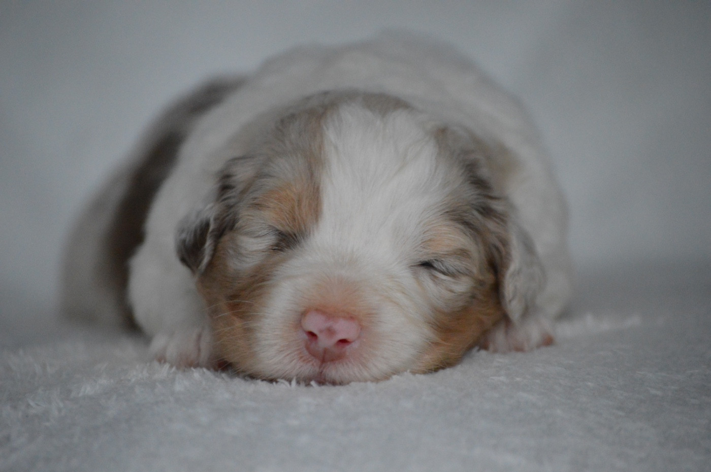 Di Bellu Soniu - Chiots disponibles - Berger Australien