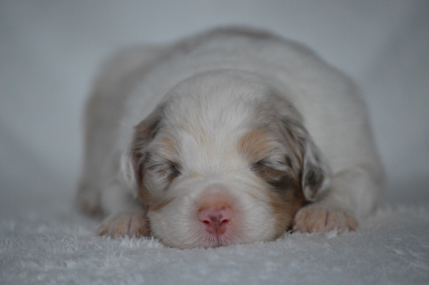 Di Bellu Soniu - Chiots disponibles - Berger Australien