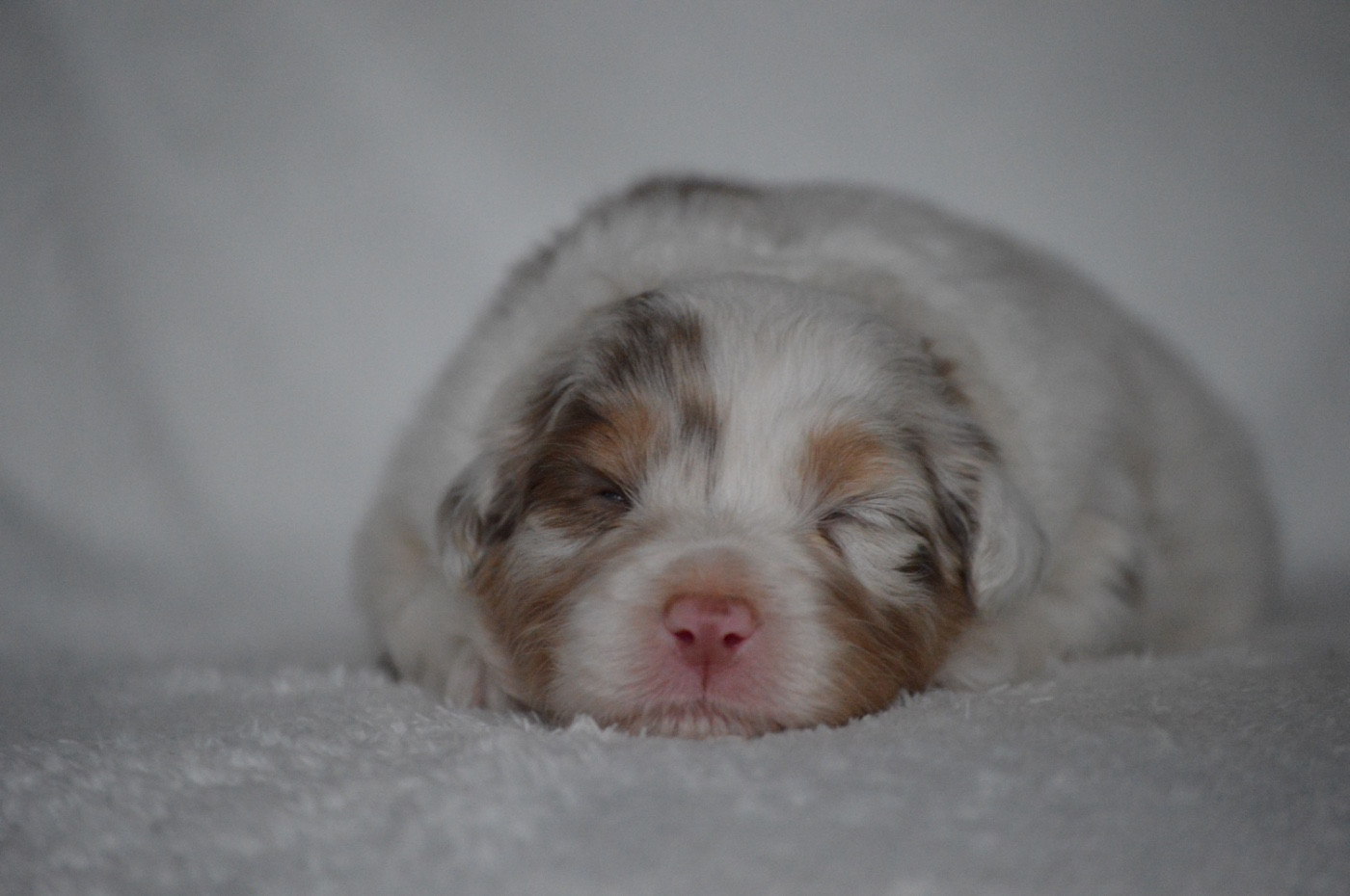 Di Bellu Soniu - Chiots disponibles - Berger Australien