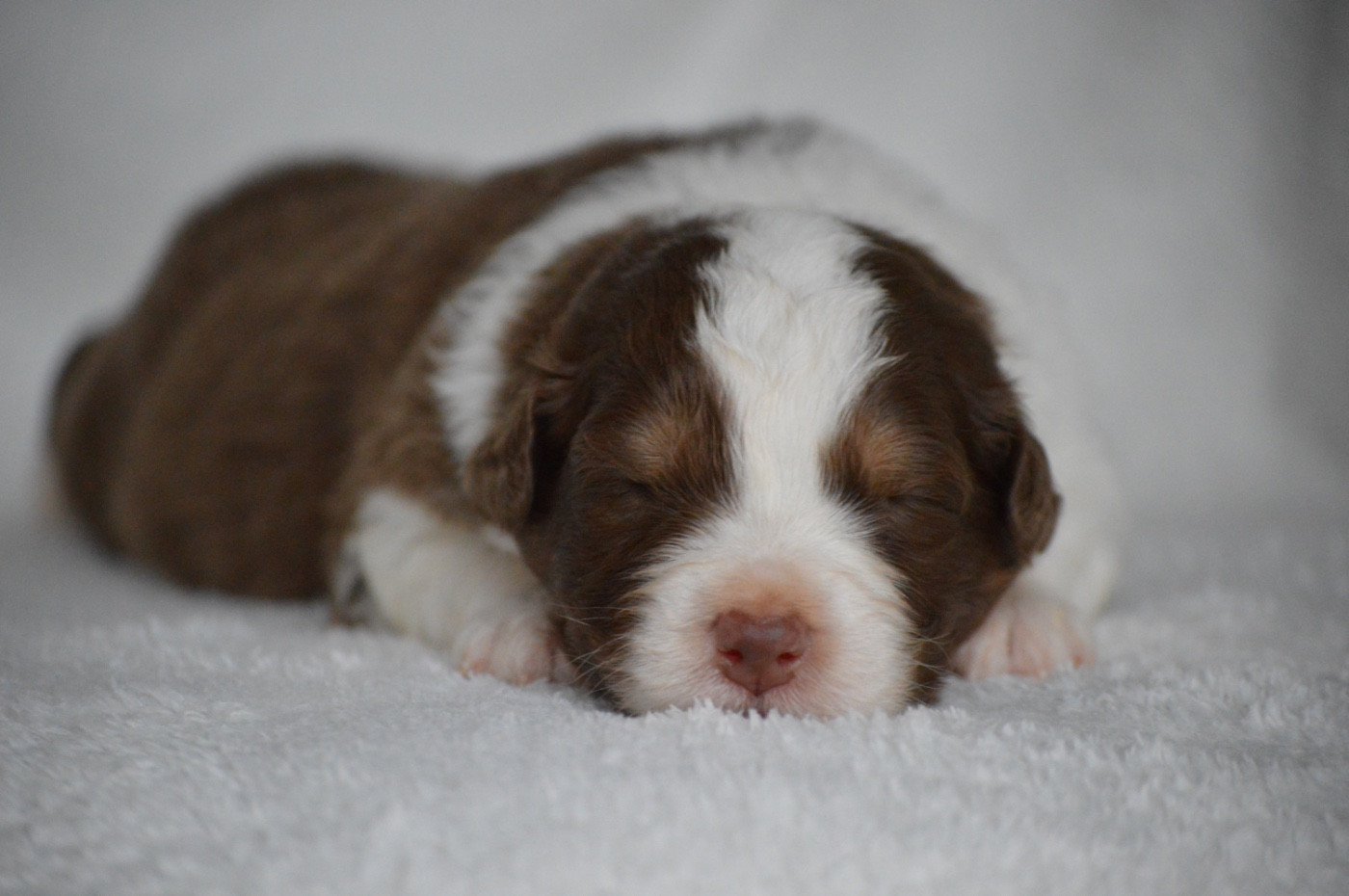 Di Bellu Soniu - Chiots disponibles - Berger Australien