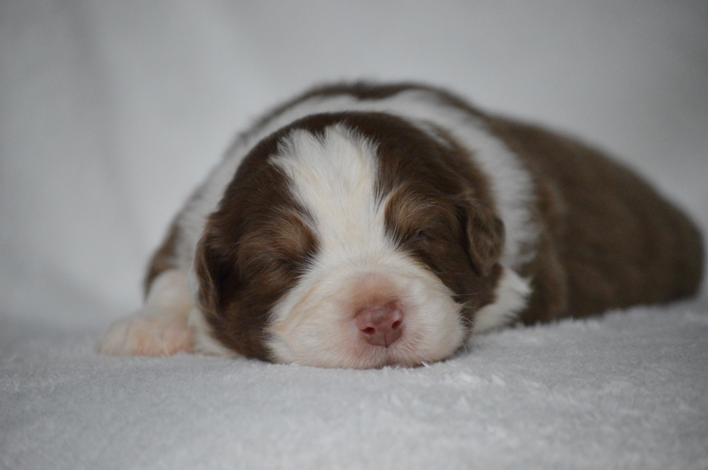 Di Bellu Soniu - Chiots disponibles - Berger Australien