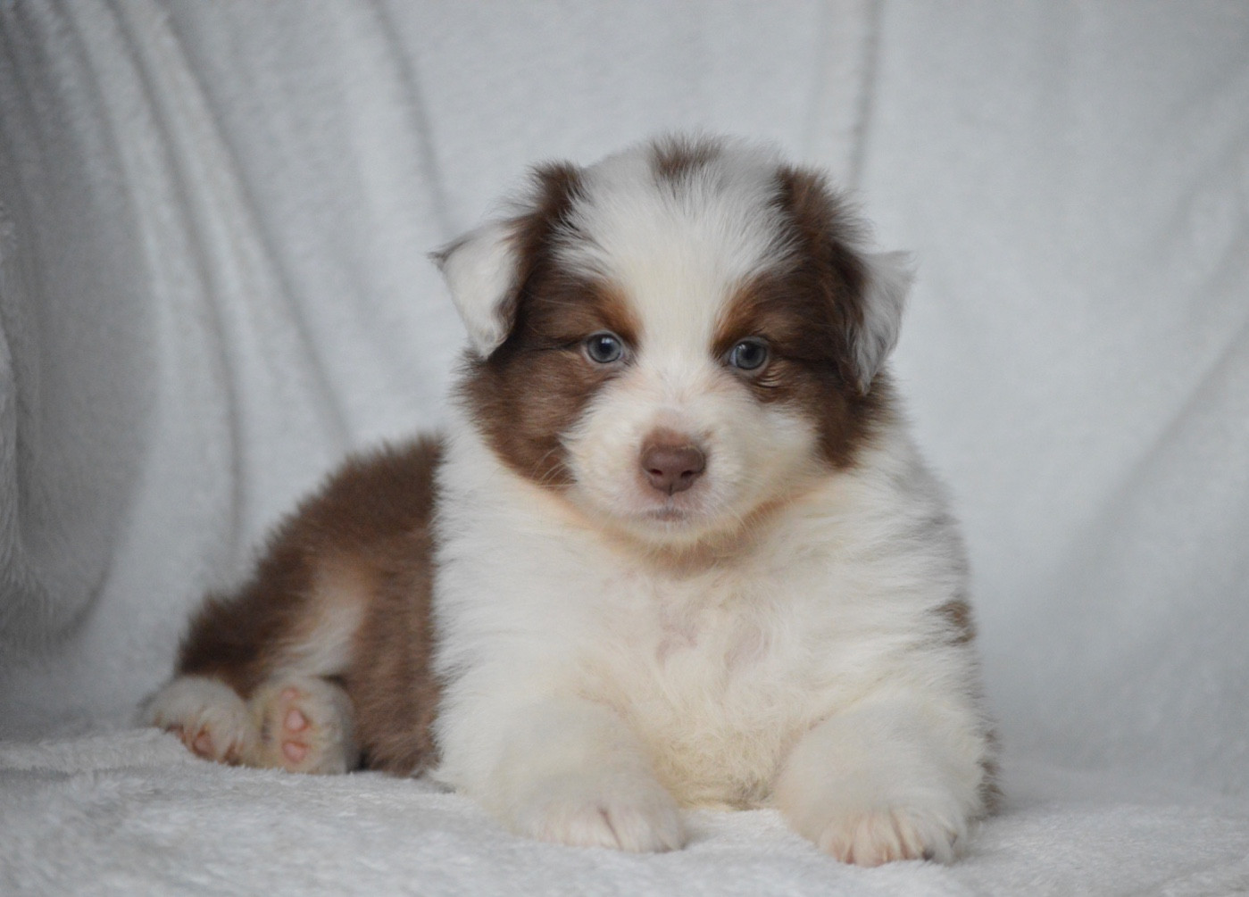 Di Bellu Soniu - Chiots disponibles - Berger Australien