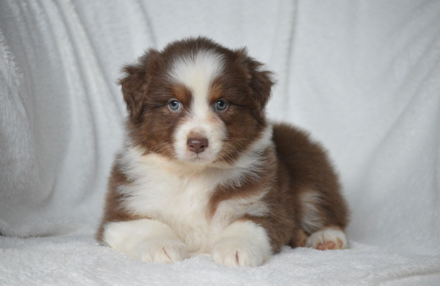 Di Bellu Soniu - Chiots disponibles - Berger Australien