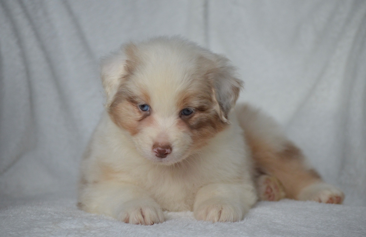 Di Bellu Soniu - Chiots disponibles - Berger Australien