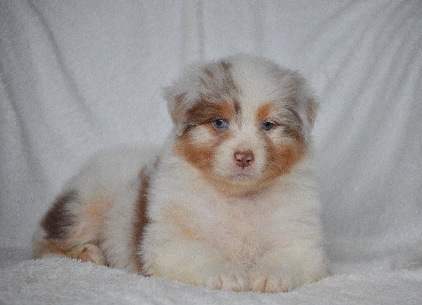 Di Bellu Soniu - Chiots disponibles - Berger Australien