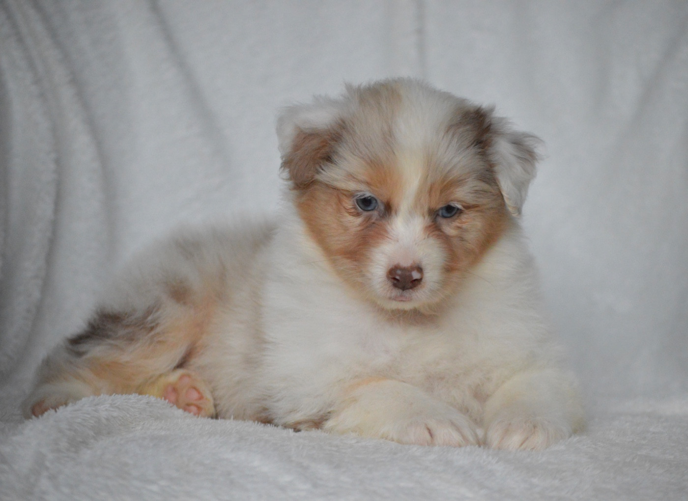 Di Bellu Soniu - Chiots disponibles - Berger Australien