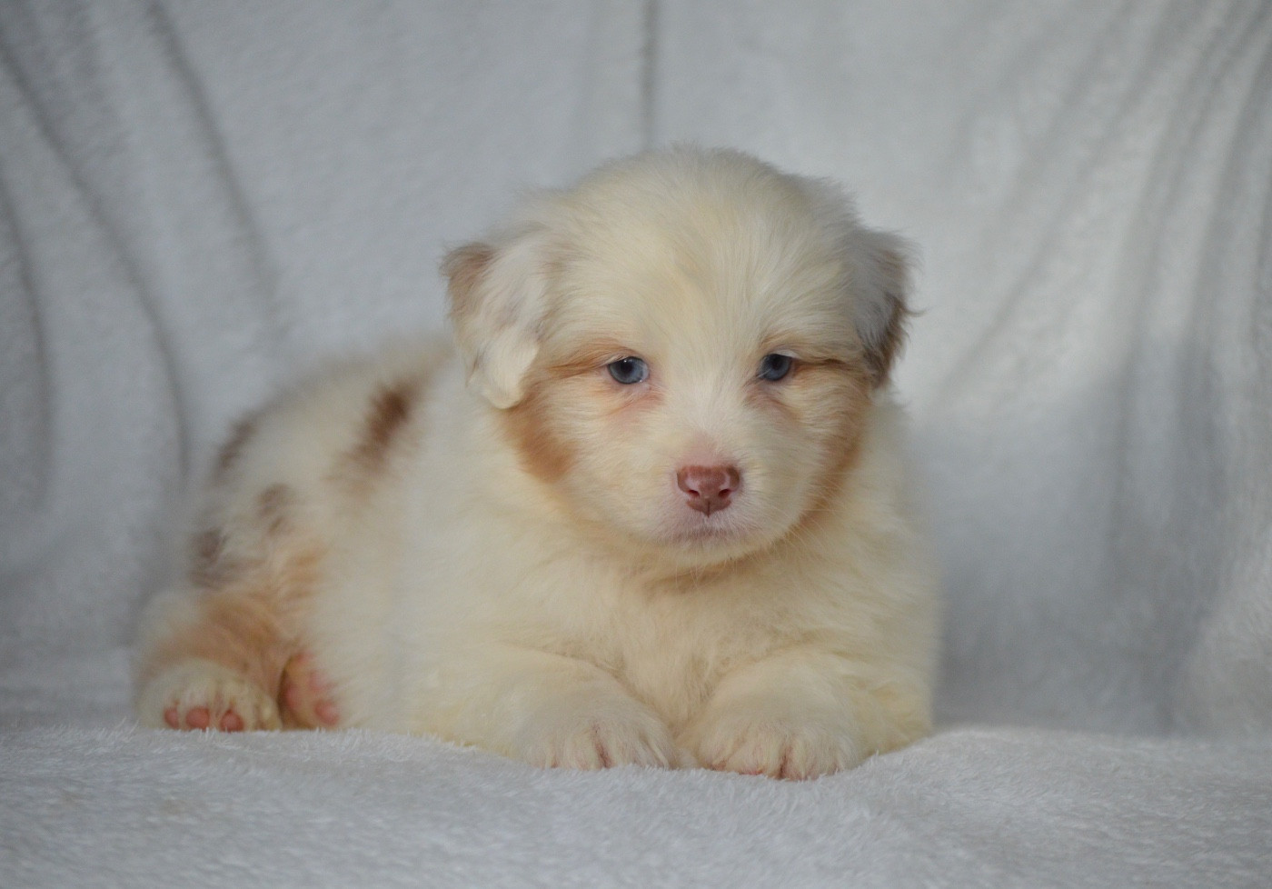 Di Bellu Soniu - Chiots disponibles - Berger Australien