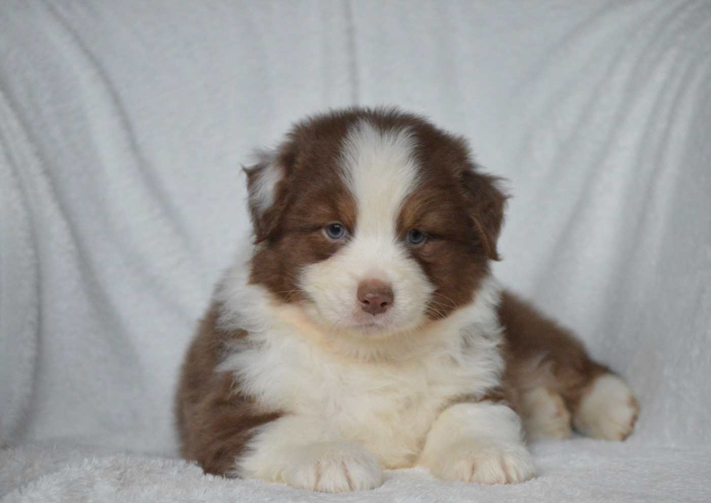 Di Bellu Soniu - Chiots disponibles - Berger Australien