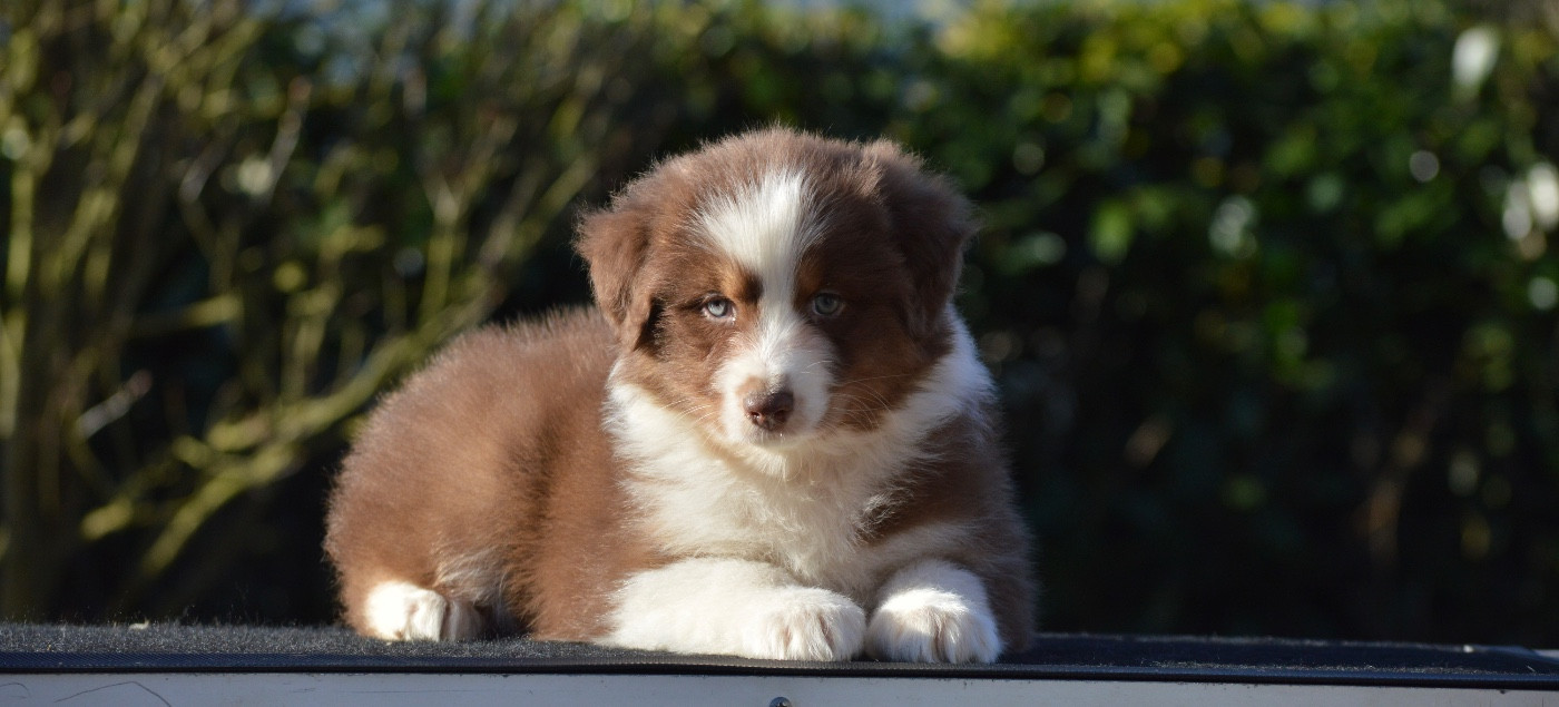 Di Bellu Soniu - Chiots disponibles - Berger Australien