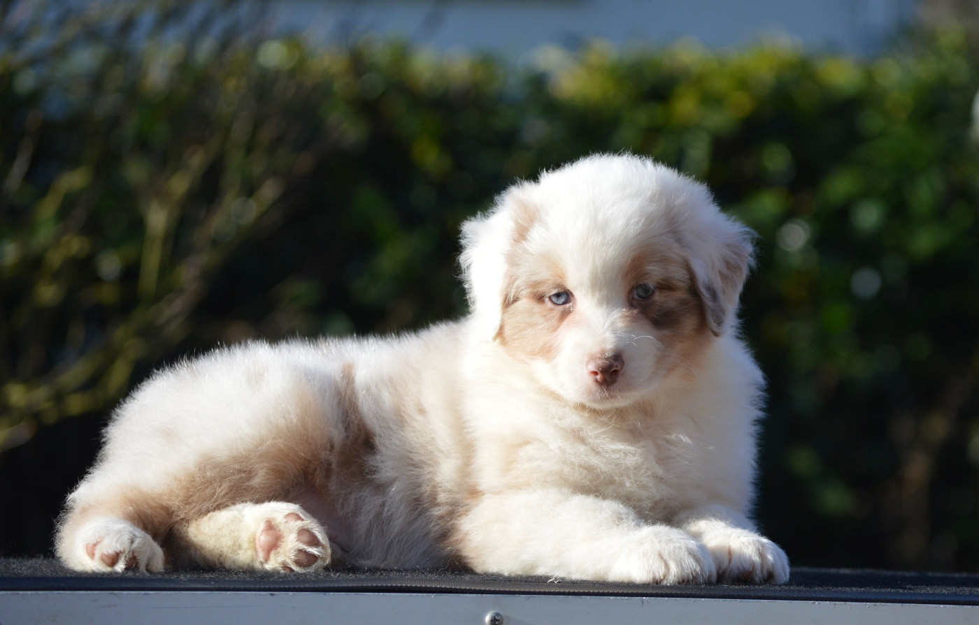 Di Bellu Soniu - Chiots disponibles - Berger Australien