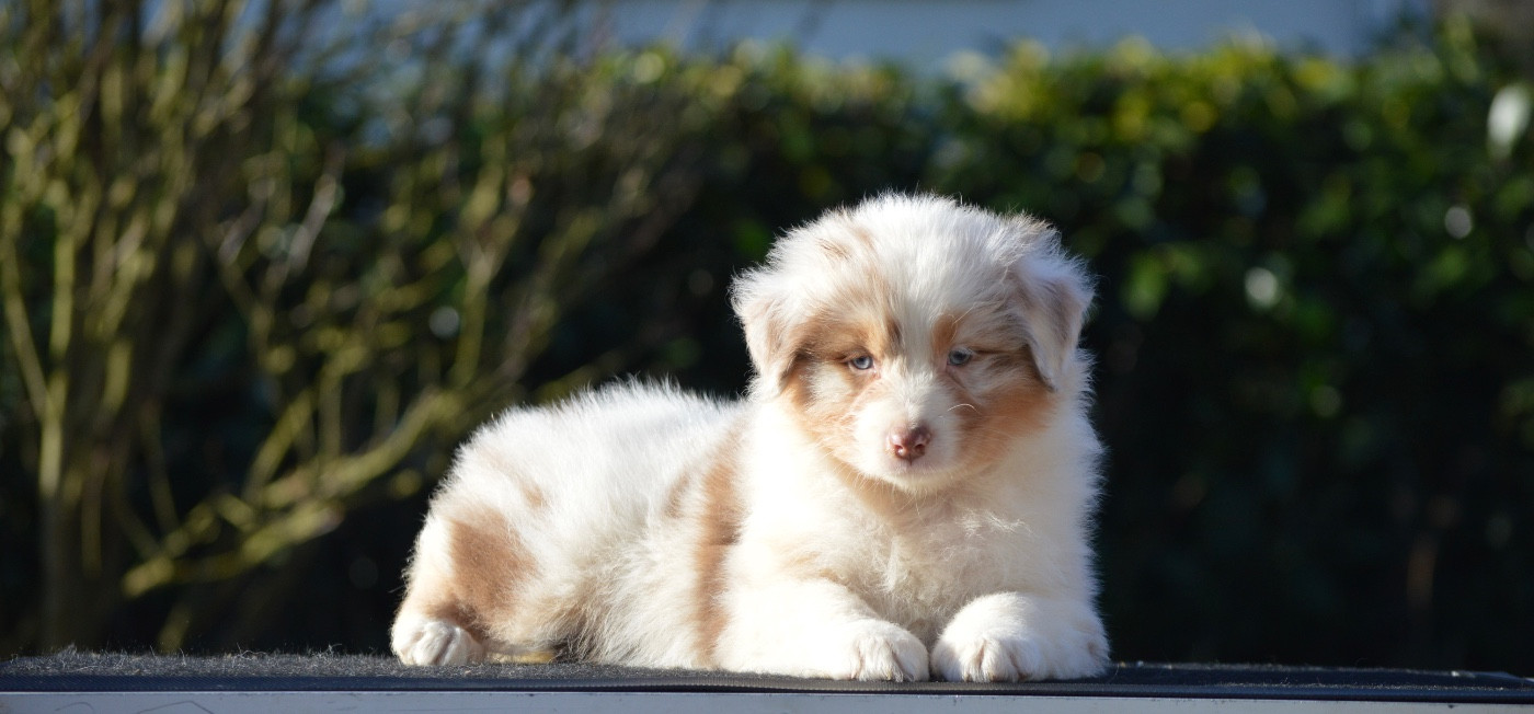 Di Bellu Soniu - Chiots disponibles - Berger Australien