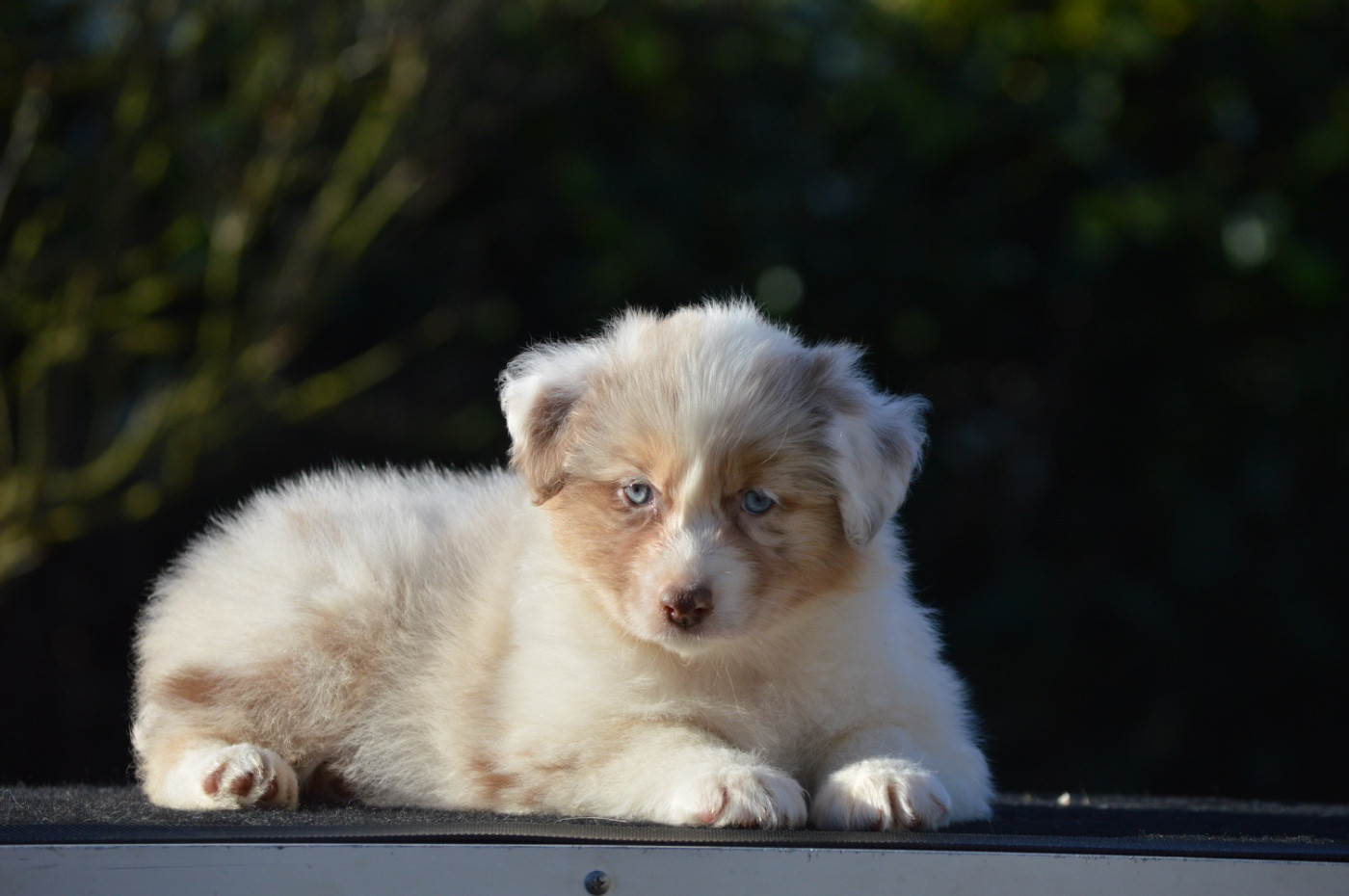 Di Bellu Soniu - Chiots disponibles - Berger Australien