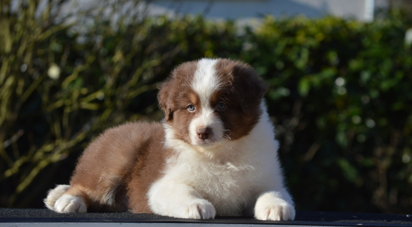 Di Bellu Soniu - Chiots disponibles - Berger Australien