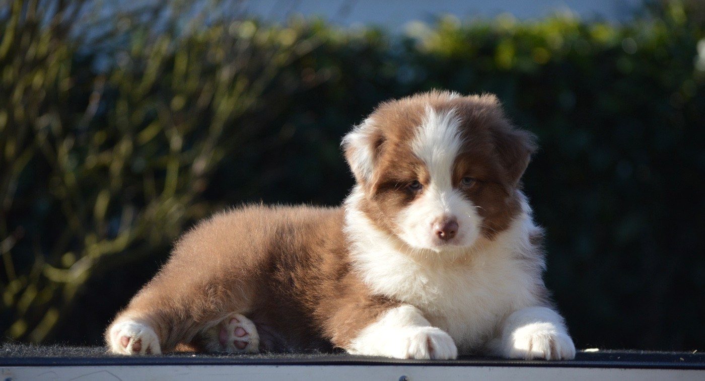 Di Bellu Soniu - Chiots disponibles - Berger Australien