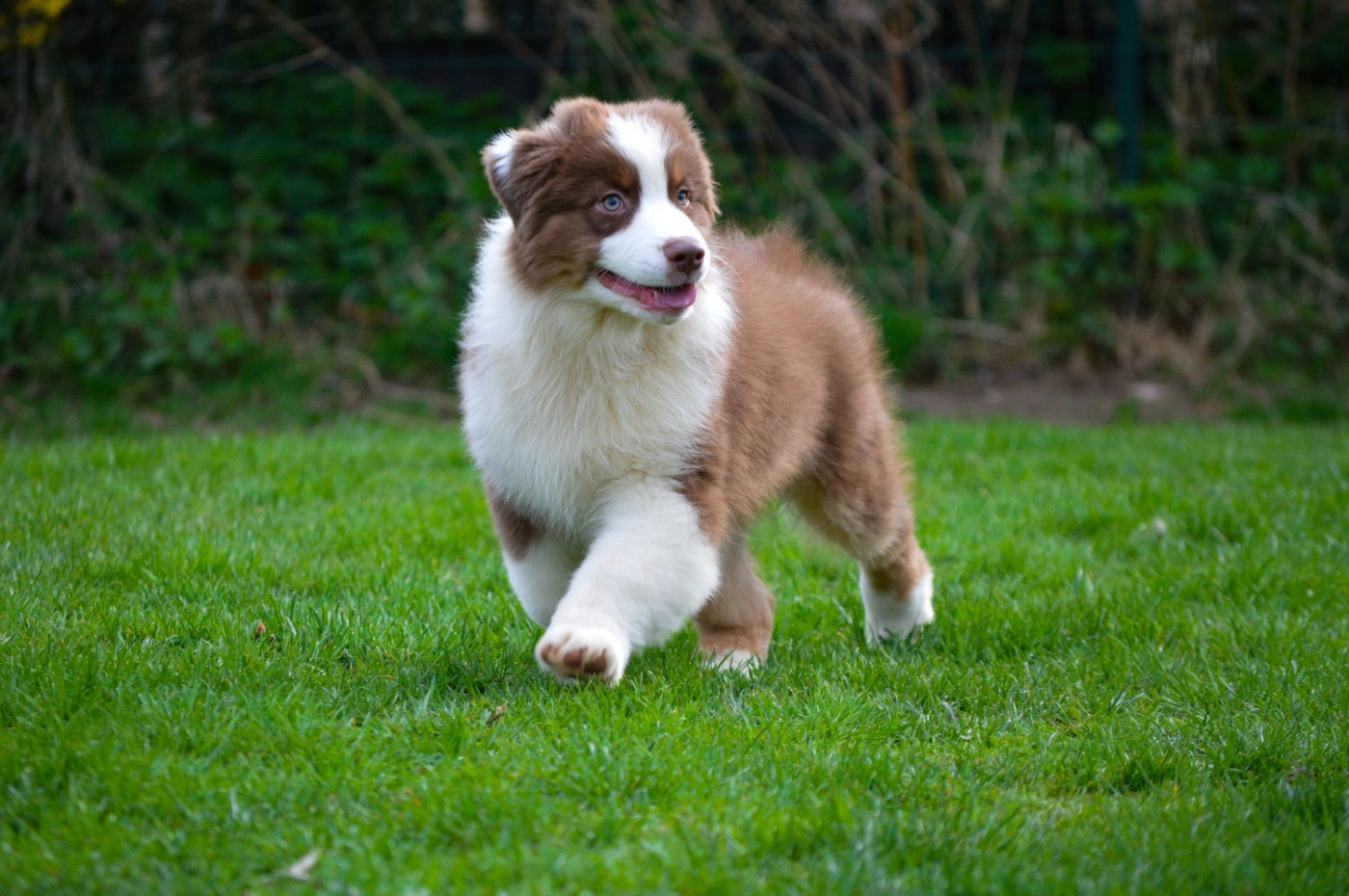 Di Bellu Soniu - Chiots disponibles - Berger Australien