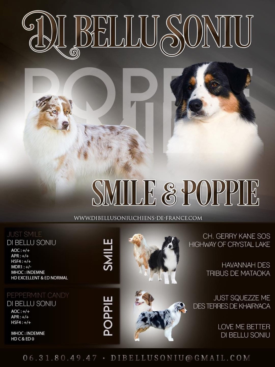 Di Bellu Soniu - Berger Australien - Portée née le 02/03/2026