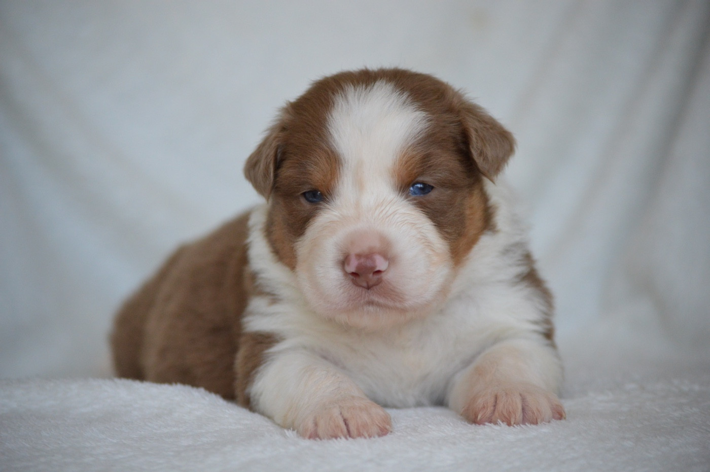 Di Bellu Soniu - Chiots disponibles - Berger Australien