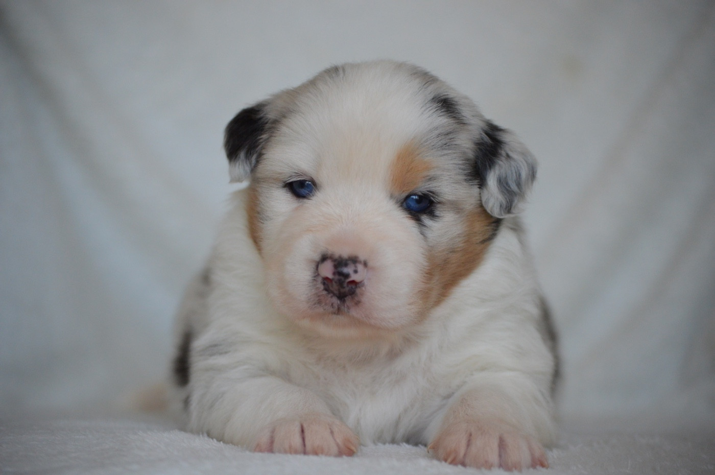 Di Bellu Soniu - Chiots disponibles - Berger Australien