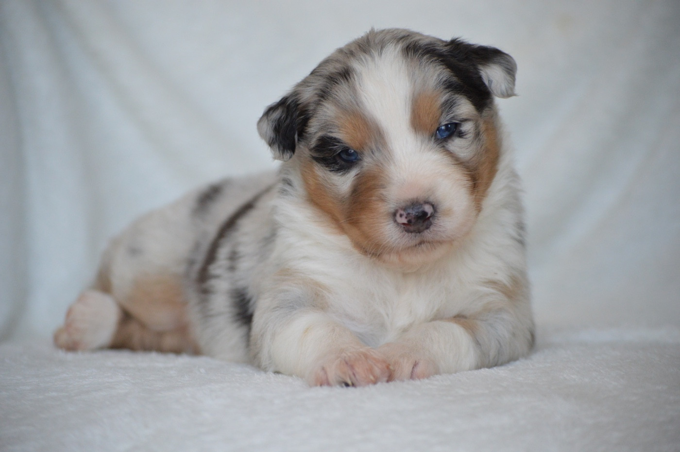 Di Bellu Soniu - Chiots disponibles - Berger Australien