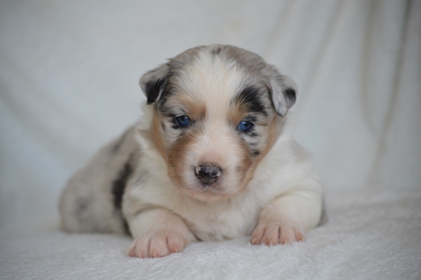 Di Bellu Soniu - Chiots disponibles - Berger Australien