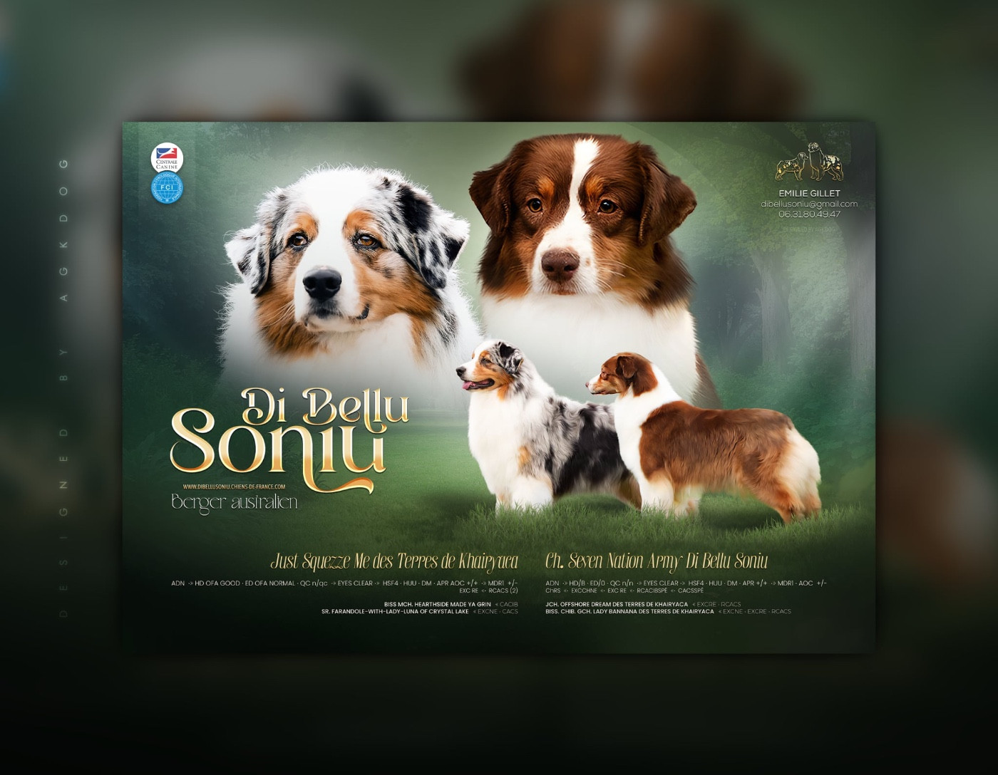 Chiot Berger Australien Di Bellu Soniu