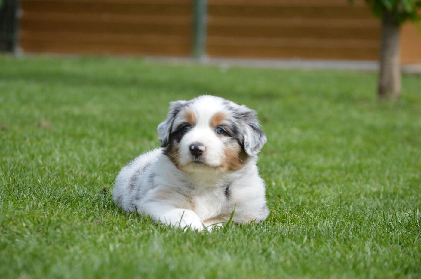 Di Bellu Soniu - Chiots disponibles - Berger Australien