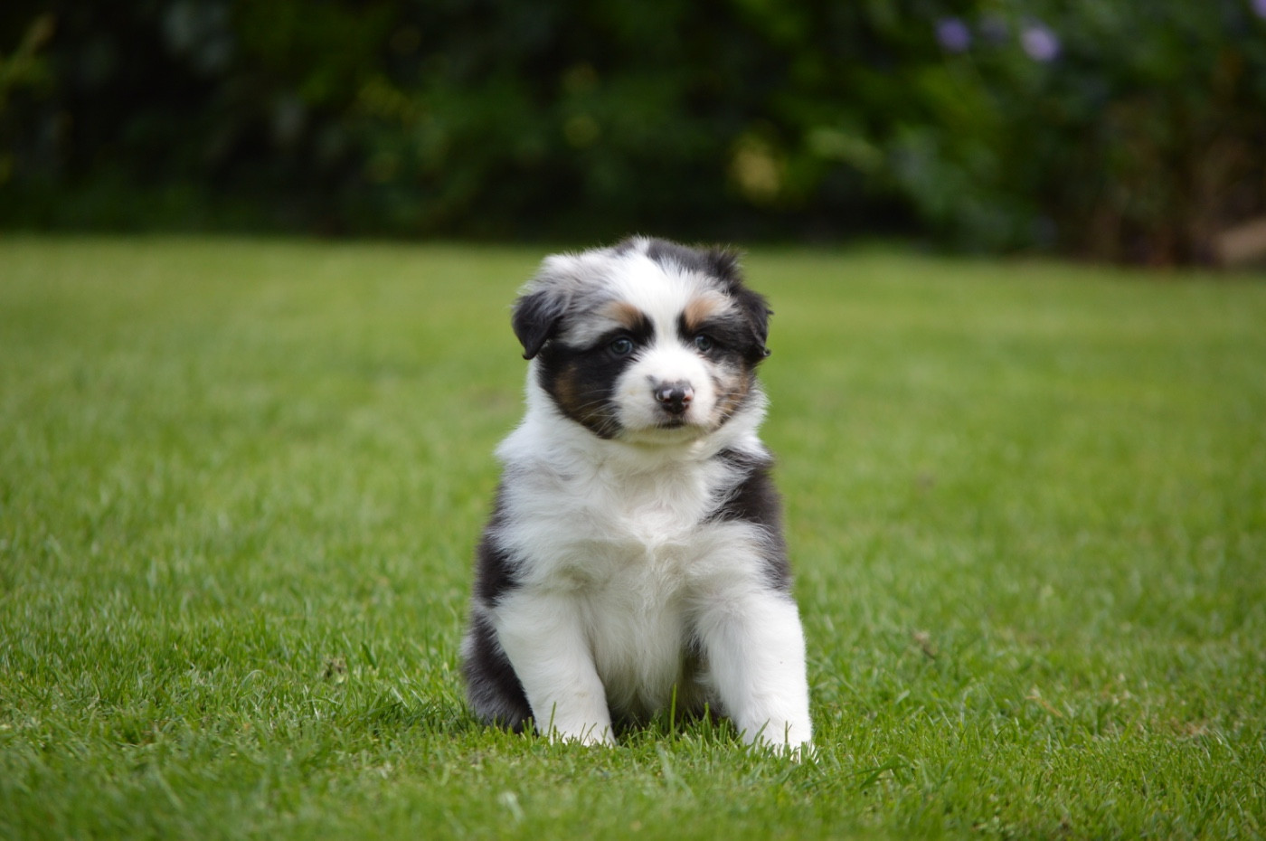 Di Bellu Soniu - Chiots disponibles - Berger Australien