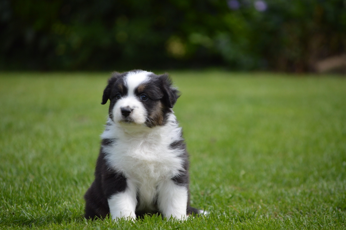 Di Bellu Soniu - Chiots disponibles - Berger Australien