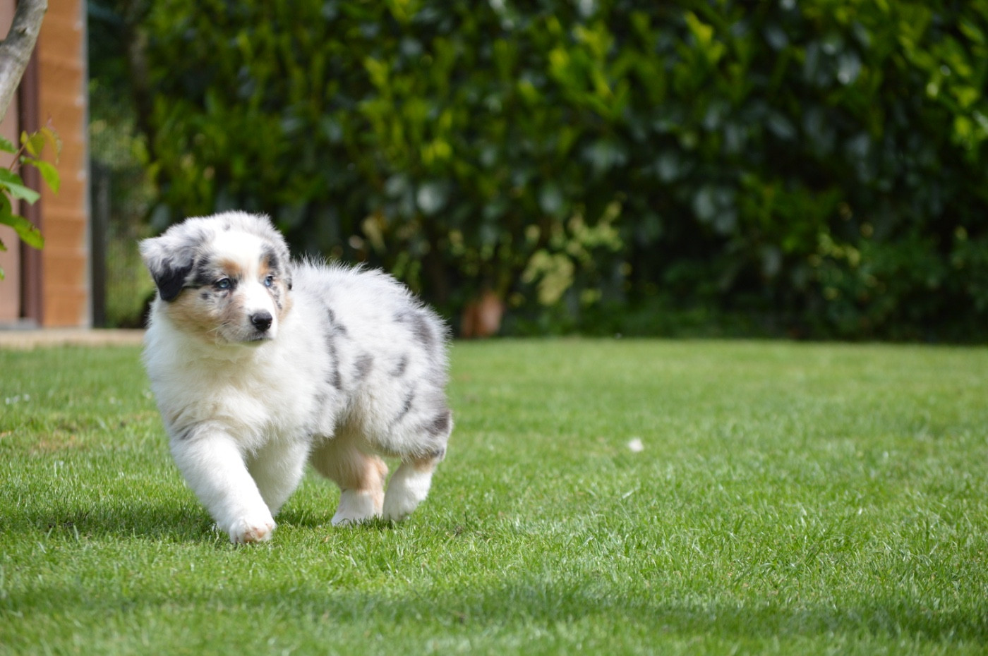 Di Bellu Soniu - Chiots disponibles - Berger Australien