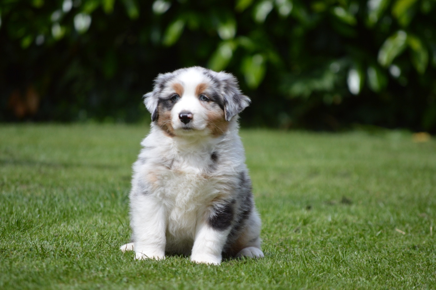 Di Bellu Soniu - Chiots disponibles - Berger Australien