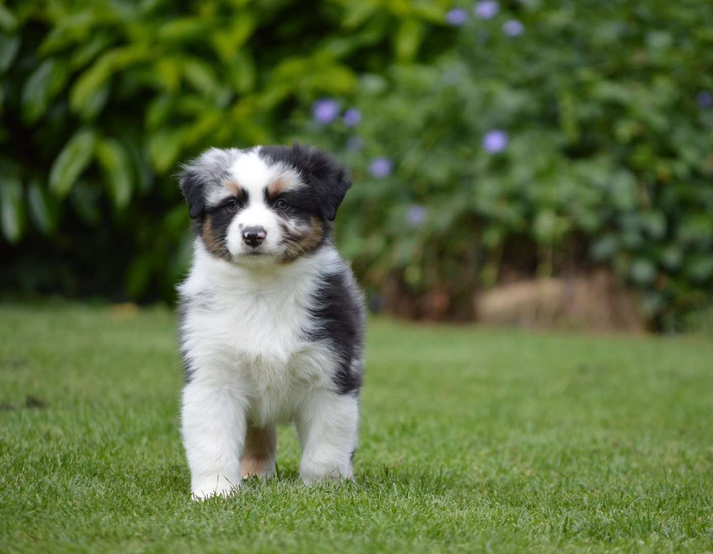 Di Bellu Soniu - Chiots disponibles - Berger Australien