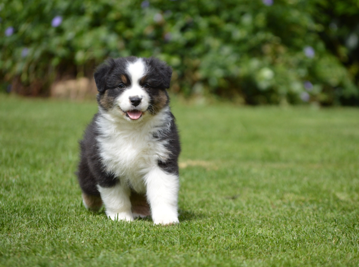 Di Bellu Soniu - Chiots disponibles - Berger Australien