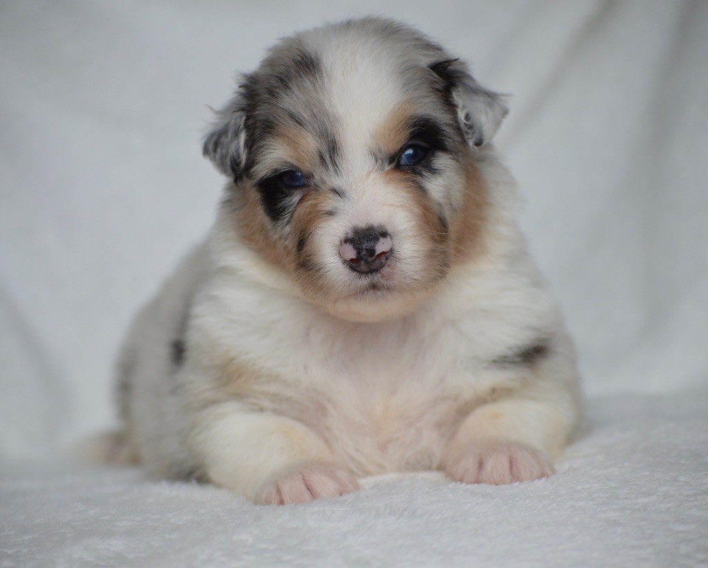 Di Bellu Soniu - Chiots disponibles - Berger Australien