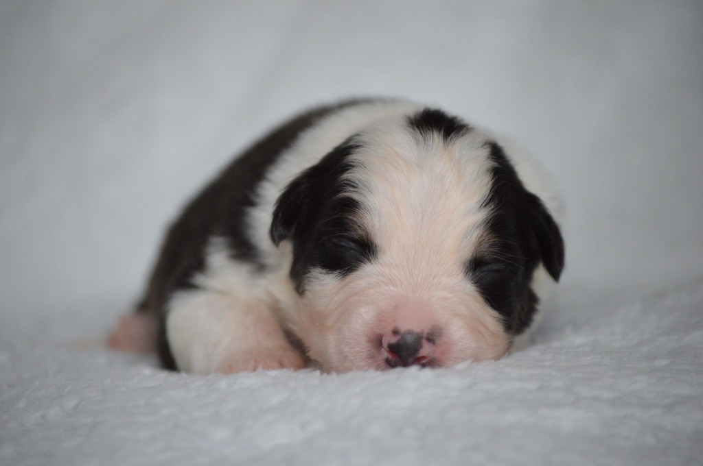 Di Bellu Soniu - Chiots disponibles - Berger Australien