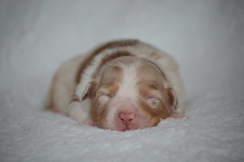 Di Bellu Soniu - Chiots disponibles - Berger Australien