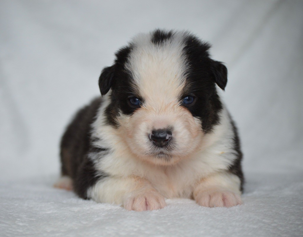 Di Bellu Soniu - Chiots disponibles - Berger Australien