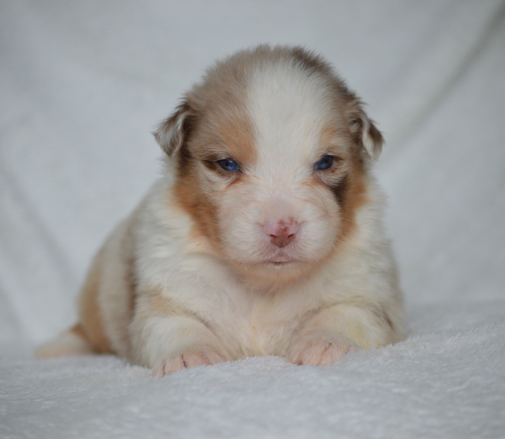 Di Bellu Soniu - Chiots disponibles - Berger Australien