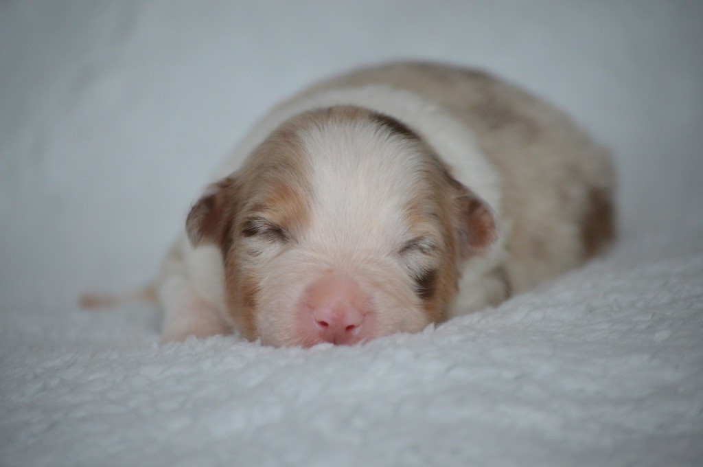 Di Bellu Soniu - Chiots disponibles - Berger Australien