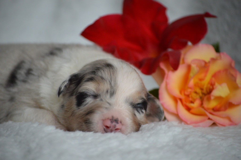 Di Bellu Soniu - Chiots disponibles - Berger Australien