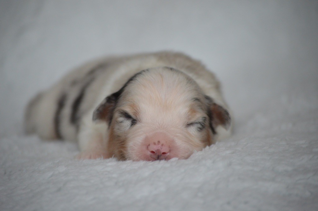 Di Bellu Soniu - Chiots disponibles - Berger Australien