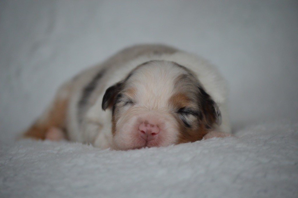 Di Bellu Soniu - Chiots disponibles - Berger Australien